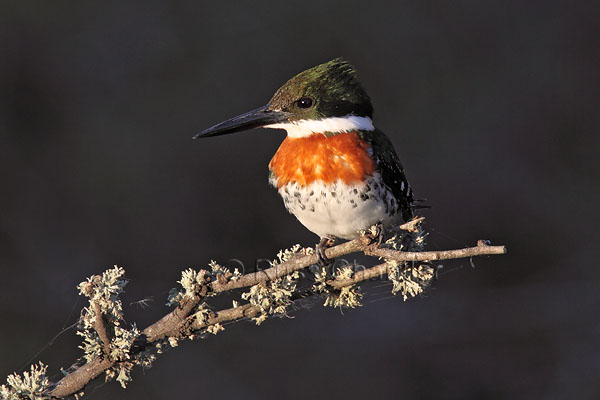 Green Kingfisher © Russ Chantler